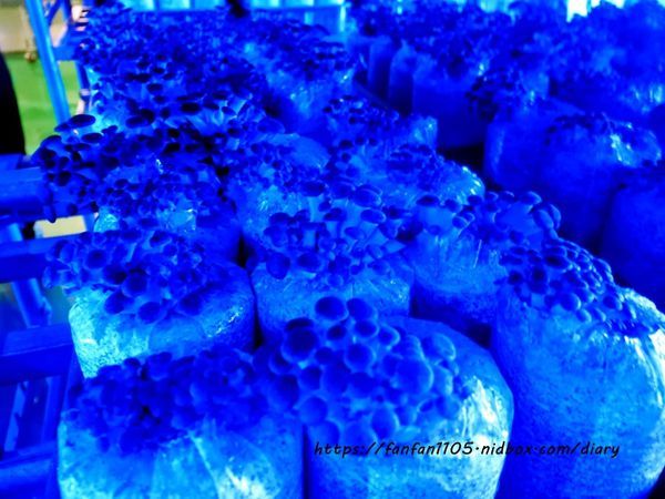 【彰化景點】魔菇部落生態休閒農場 大草皮小火車滑梯沙坑 #彰化親子景點 #六星級菇菇 (23).JPG