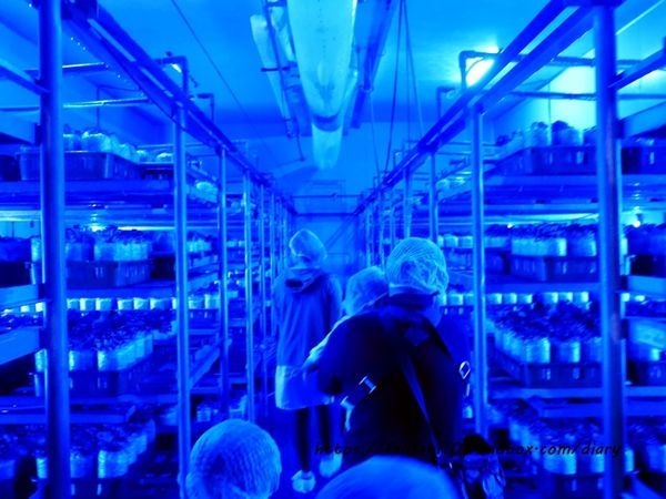 【彰化景點】魔菇部落生態休閒農場 大草皮小火車滑梯沙坑 #彰化親子景點 #六星級菇菇 (22).JPG