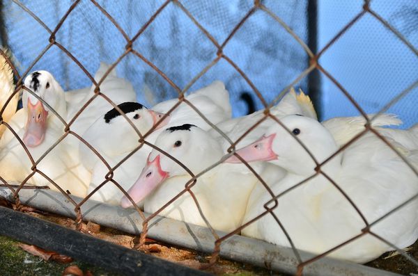 DSC_0471.jpg DSC_0471.jpg