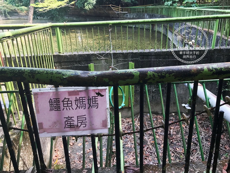 「不一樣鱷魚生態農場」真的很不一樣，刺激的餵食秀等你親自來體驗！ @魚兒 x 牽手明太子的「視」界旅行