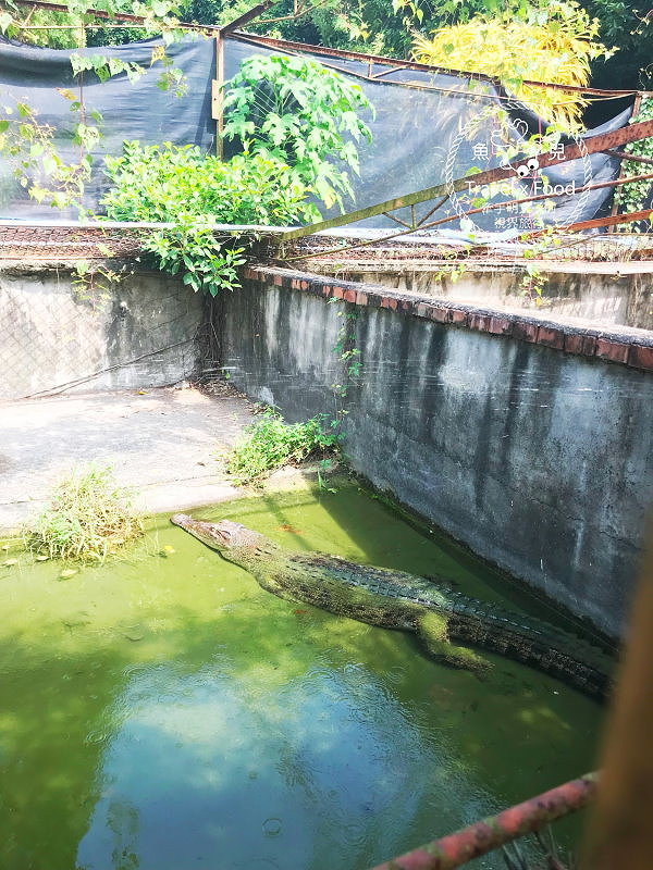 「不一樣鱷魚生態農場」真的很不一樣，刺激的餵食秀等你親自來體驗！ @魚兒 x 牽手明太子的「視」界旅行