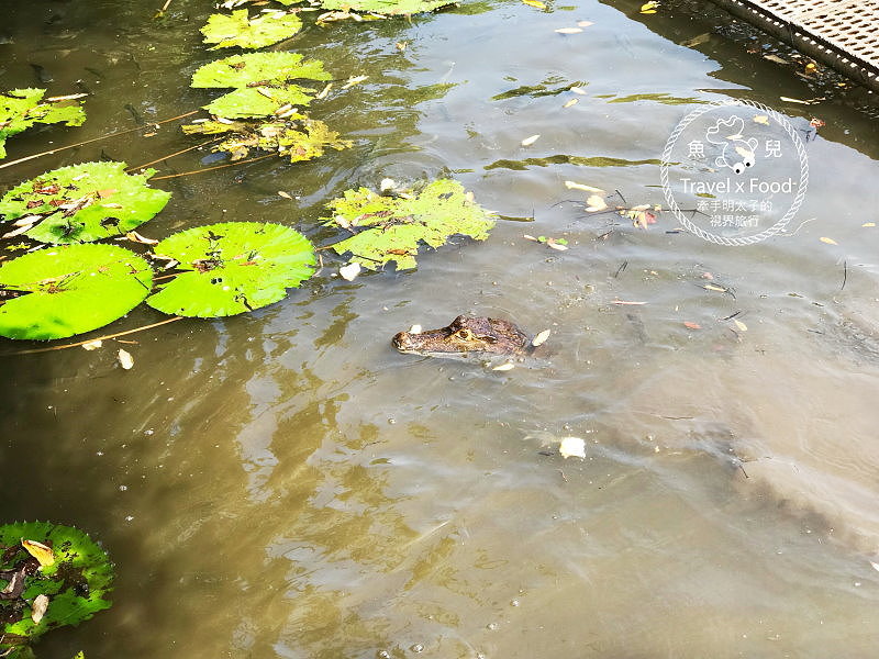 「不一樣鱷魚生態農場」真的很不一樣，刺激的餵食秀等你親自來體驗！ @魚兒 x 牽手明太子的「視」界旅行
