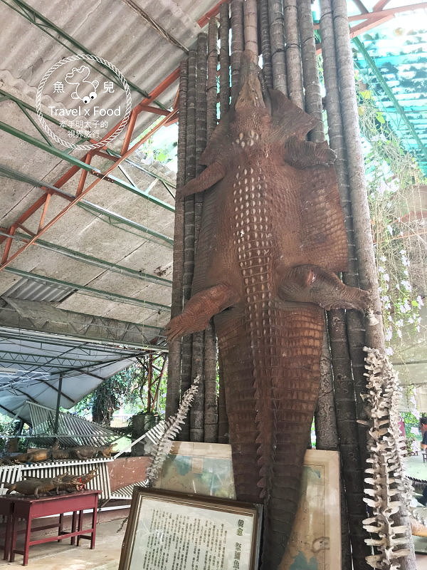 「不一樣鱷魚生態農場」真的很不一樣，刺激的餵食秀等你親自來體驗！ @魚兒 x 牽手明太子的「視」界旅行