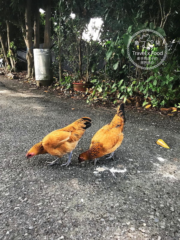 「不一樣鱷魚生態農場」真的很不一樣，刺激的餵食秀等你親自來體驗！ @魚兒 x 牽手明太子的「視」界旅行