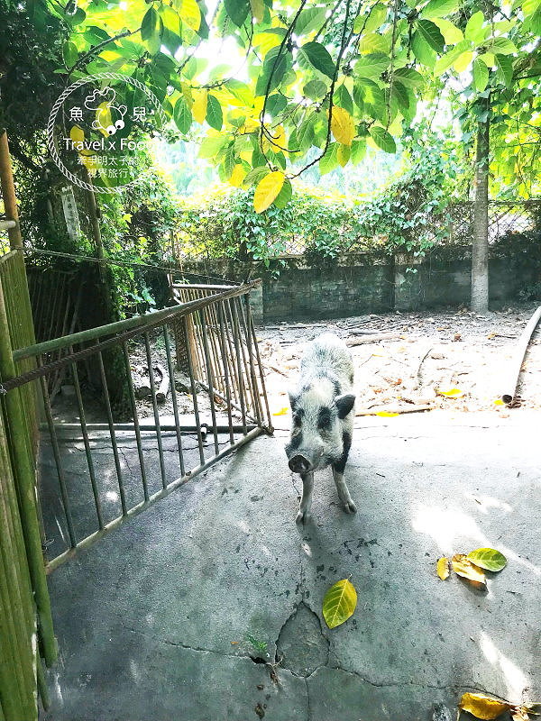 「不一樣鱷魚生態農場」真的很不一樣，刺激的餵食秀等你親自來體驗！ @魚兒 x 牽手明太子的「視」界旅行