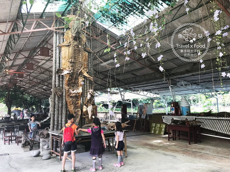 「不一樣鱷魚生態農場」真的很不一樣，刺激的餵食秀等你親自來體驗！ @魚兒 x 牽手明太子的「視」界旅行