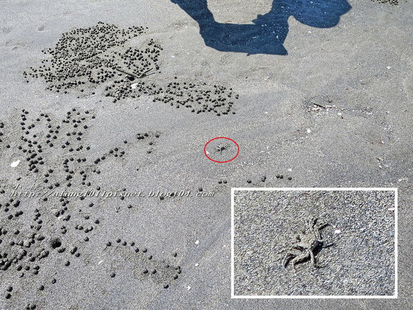 東石外傘頂洲：登飄移的沙洲‧探將消失的國土..      /東石外傘頂洲