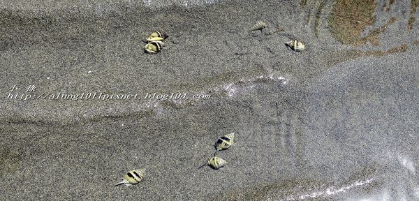 東石外傘頂洲：登飄移的沙洲‧探將消失的國土..      /東石外傘頂洲