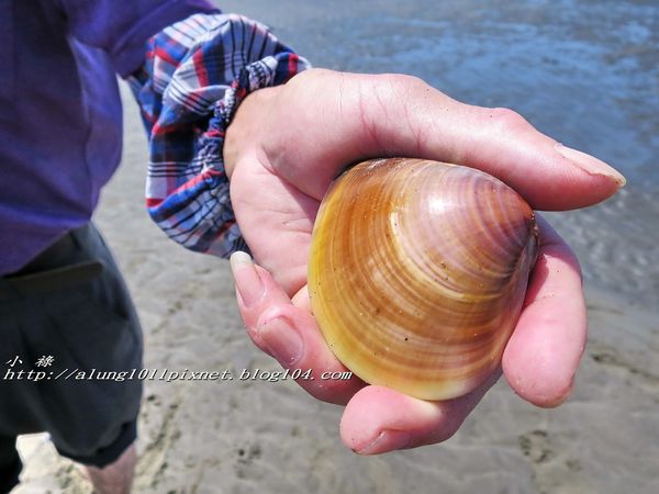 東石外傘頂洲：登飄移的沙洲‧探將消失的國土..      /東石外傘頂洲