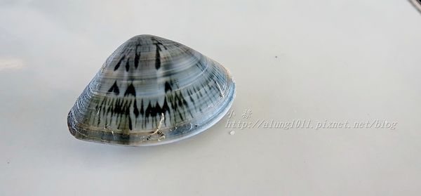 東石外傘頂洲：登飄移的沙洲‧探將消失的國土..      /東石外傘頂洲