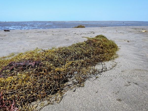 東石外傘頂洲：登飄移的沙洲‧探將消失的國土..      /東石外傘頂洲