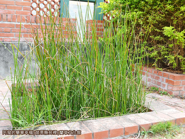 藺草文化館05-庭園旁的藺草.JPG