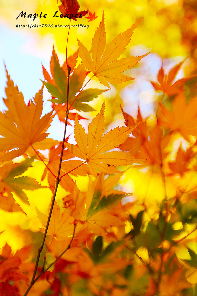 BQ1A8604.jpg BQ1A8604.jpg