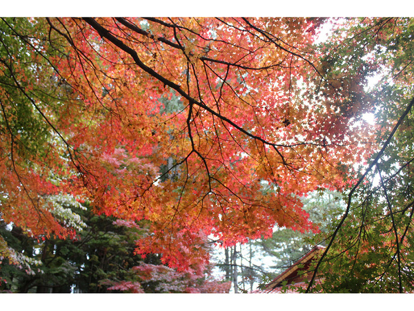 福壽山農場：【遊記】oO。台中（宜蘭）　福壽山農場　秋楓　今年楓紅提早囉～秋楓時況轉播！像極在日本拍秋楓，這裡是賞楓葉的好地方！。o○。