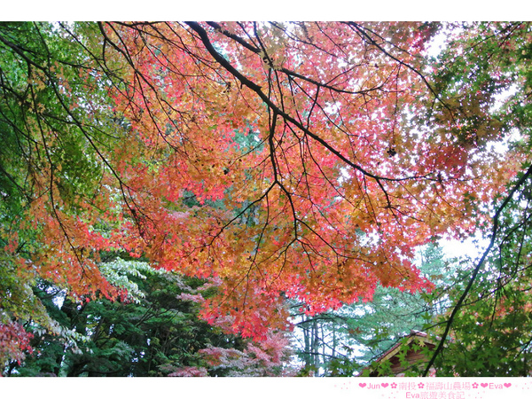 福壽山農場：【遊記】oO。台中（宜蘭）　福壽山農場　秋楓　今年楓紅提早囉～秋楓時況轉播！像極在日本拍秋楓，這裡是賞楓葉的好地方！。o○。