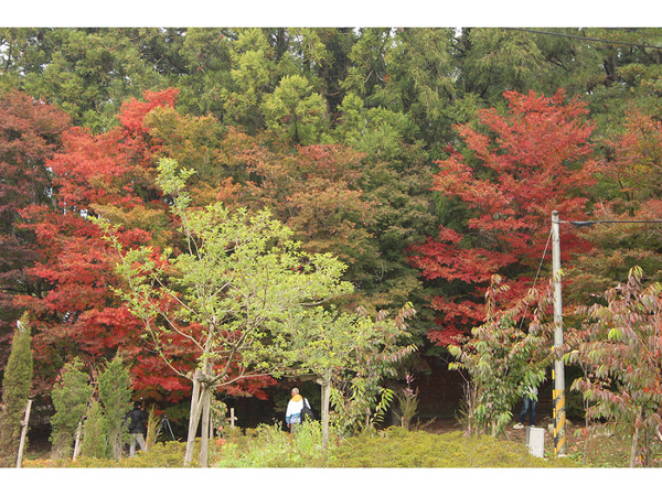 福壽山農場：【遊記】oO。台中（宜蘭）　福壽山農場　秋楓　今年楓紅提早囉～秋楓時況轉播！像極在日本拍秋楓，這裡是賞楓葉的好地方！。o○。