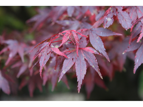 福壽山農場：【遊記】oO。台中（宜蘭）　福壽山農場　秋楓　今年楓紅提早囉～秋楓時況轉播！像極在日本拍秋楓，這裡是賞楓葉的好地方！。o○。