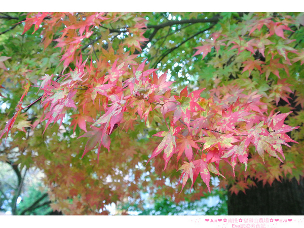 福壽山農場：【遊記】oO。台中（宜蘭）　福壽山農場　秋楓　今年楓紅提早囉～秋楓時況轉播！像極在日本拍秋楓，這裡是賞楓葉的好地方！。o○。