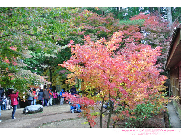福壽山農場：【遊記】oO。台中（宜蘭）　福壽山農場　秋楓　今年楓紅提早囉～秋楓時況轉播！像極在日本拍秋楓，這裡是賞楓葉的好地方！。o○。