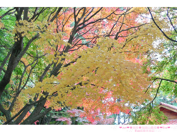 福壽山農場：【遊記】oO。台中（宜蘭）　福壽山農場　秋楓　今年楓紅提早囉～秋楓時況轉播！像極在日本拍秋楓，這裡是賞楓葉的好地方！。o○。