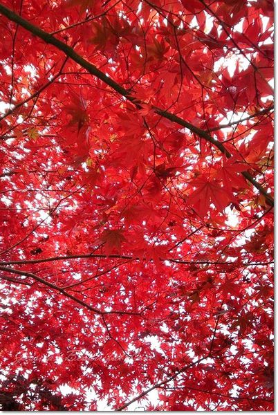 1461752_891010177583439_151839170901298857_n