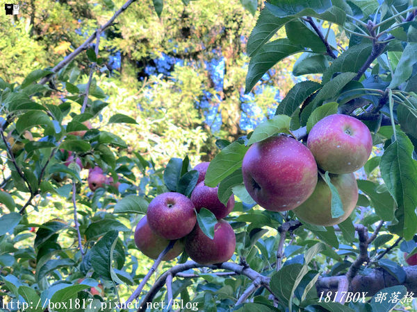 【台中。和平】秋遊福壽山農場。台灣最有靈氣的達觀亭天池。露營區蘋果屋。蘋果王。鴛鴦湖楓葉