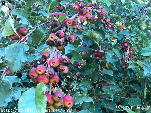 【台中。和平】秋遊福壽山農場。台灣最有靈氣的達觀亭天池。露營區蘋果屋。蘋果王。鴛鴦湖楓葉