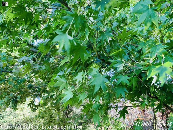 【台中。和平】秋遊福壽山農場。台灣最有靈氣的達觀亭天池。露營區蘋果屋。蘋果王。鴛鴦湖楓葉