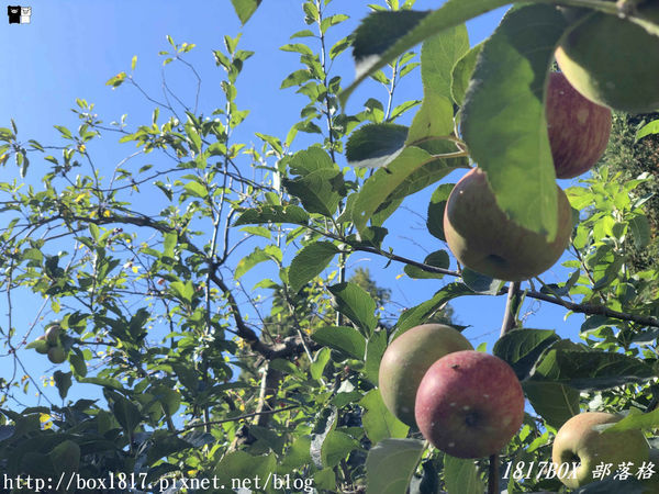 【台中。和平】秋遊福壽山農場。台灣最有靈氣的達觀亭天池。露營區蘋果屋。蘋果王。鴛鴦湖楓葉