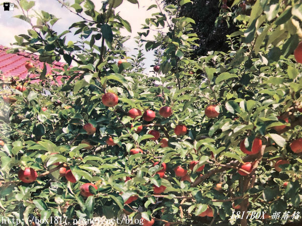 【台中。和平】秋遊福壽山農場。台灣最有靈氣的達觀亭天池。露營區蘋果屋。蘋果王。鴛鴦湖楓葉