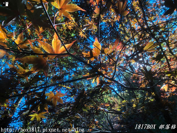 【台中。和平】秋遊福壽山農場。台灣最有靈氣的達觀亭天池。露營區蘋果屋。蘋果王。鴛鴦湖楓葉