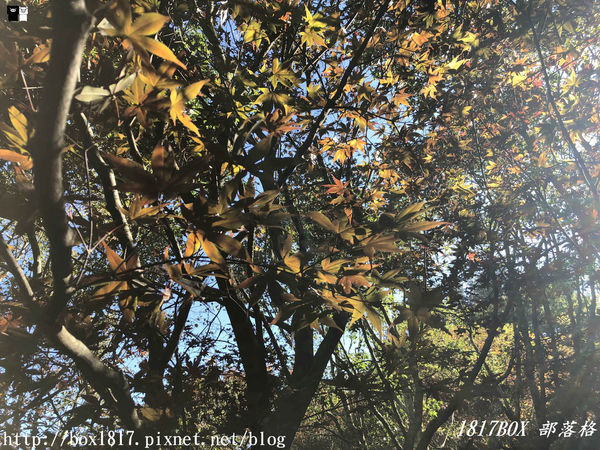 【台中。和平】秋遊福壽山農場。台灣最有靈氣的達觀亭天池。露營區蘋果屋。蘋果王。鴛鴦湖楓葉