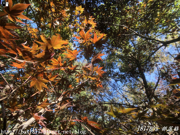 【台中。和平】秋遊福壽山農場。台灣最有靈氣的達觀亭天池。露營區蘋果屋。蘋果王。鴛鴦湖楓葉