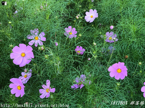 【台中。和平】秋遊福壽山農場。台灣最有靈氣的達觀亭天池。露營區蘋果屋。蘋果王。鴛鴦湖楓葉