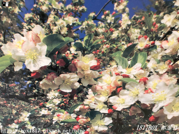 【台中。和平】秋遊福壽山農場。台灣最有靈氣的達觀亭天池。露營區蘋果屋。蘋果王。鴛鴦湖楓葉