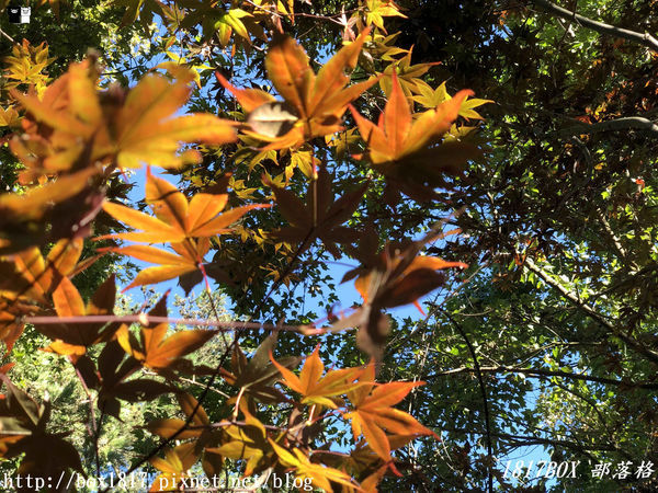 【台中。和平】秋遊福壽山農場。台灣最有靈氣的達觀亭天池。露營區蘋果屋。蘋果王。鴛鴦湖楓葉