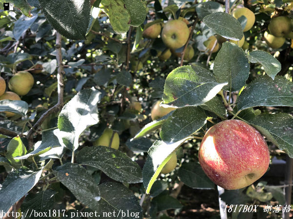 【台中。和平】秋遊福壽山農場。台灣最有靈氣的達觀亭天池。露營區蘋果屋。蘋果王。鴛鴦湖楓葉