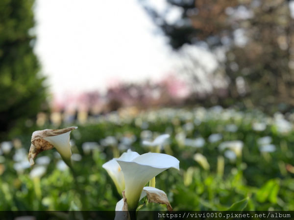圓圓家出去玩-《台中景點》高山櫻花風吹雪，浪漫粉紅《千櫻園》追櫻花不用去日本，福壽山農場櫻花滿開囉