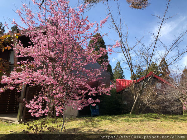 圓圓家出去玩-《台中景點》高山櫻花風吹雪，浪漫粉紅《千櫻園》追櫻花不用去日本，福壽山農場櫻花滿開囉