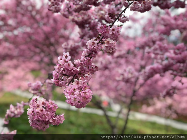 圓圓家出去玩-《台中景點》高山櫻花風吹雪，浪漫粉紅《千櫻園》追櫻花不用去日本，福壽山農場櫻花滿開囉
