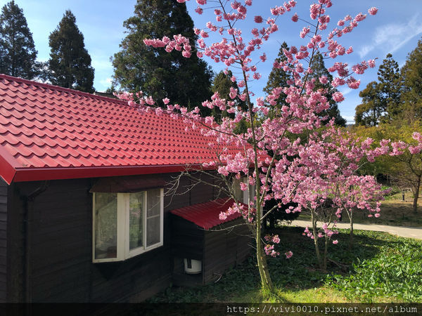 圓圓家出去玩-《台中景點》高山櫻花風吹雪，浪漫粉紅《千櫻園》追櫻花不用去日本，福壽山農場櫻花滿開囉