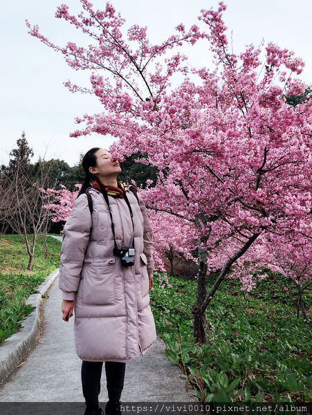 圓圓家出去玩-《台中景點》高山櫻花風吹雪，浪漫粉紅《千櫻園》追櫻花不用去日本，福壽山農場櫻花滿開囉