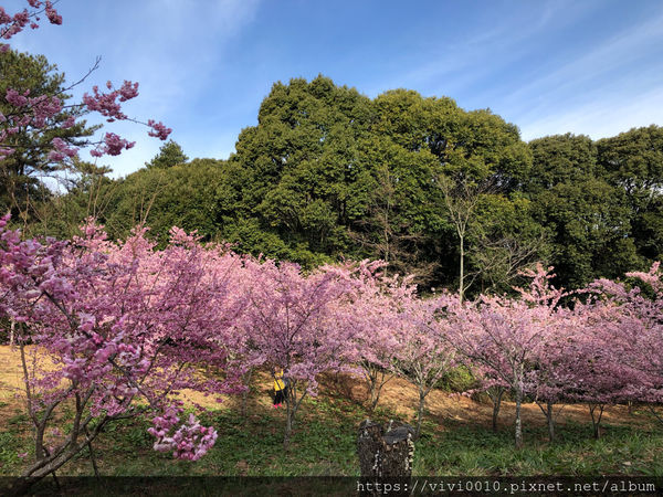 圓圓家出去玩-《台中景點》高山櫻花風吹雪，浪漫粉紅《千櫻園》追櫻花不用去日本，福壽山農場櫻花滿開囉