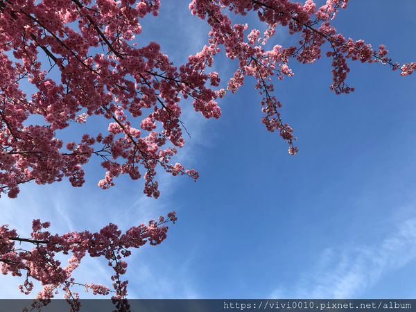 圓圓家出去玩-《台中景點》高山櫻花風吹雪，浪漫粉紅《千櫻園》追櫻花不用去日本，福壽山農場櫻花滿開囉