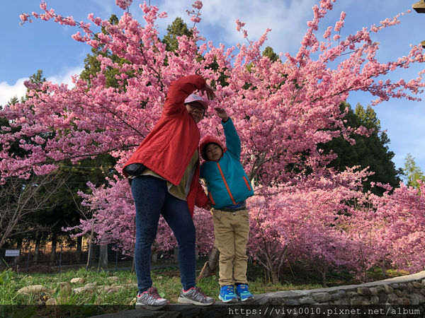 圓圓家出去玩-《台中景點》高山櫻花風吹雪，浪漫粉紅《千櫻園》追櫻花不用去日本，福壽山農場櫻花滿開囉