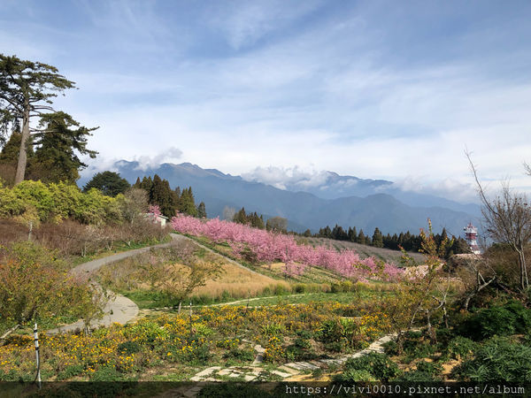 圓圓家出去玩-《台中景點》高山櫻花風吹雪，浪漫粉紅《千櫻園》追櫻花不用去日本，福壽山農場櫻花滿開囉