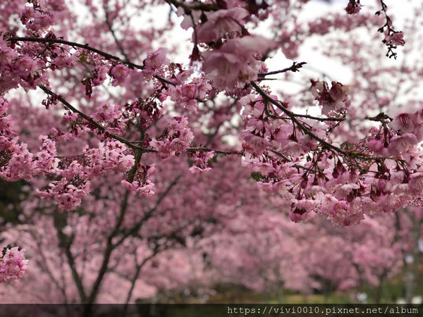 圓圓家出去玩-《台中景點》高山櫻花風吹雪，浪漫粉紅《千櫻園》追櫻花不用去日本，福壽山農場櫻花滿開囉