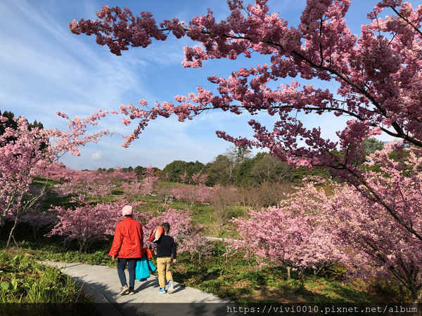 圓圓家出去玩-《台中景點》高山櫻花風吹雪，浪漫粉紅《千櫻園》追櫻花不用去日本，福壽山農場櫻花滿開囉