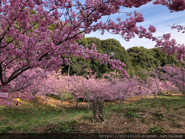 圓圓家出去玩-《台中景點》高山櫻花風吹雪，浪漫粉紅《千櫻園》追櫻花不用去日本，福壽山農場櫻花滿開囉