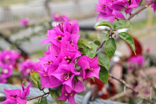 行嘉吊橋：【嘉義景點】行嘉吊橋~九重葛樹開滿花/行嘉燈影/吊橋傳情/真愛密碼